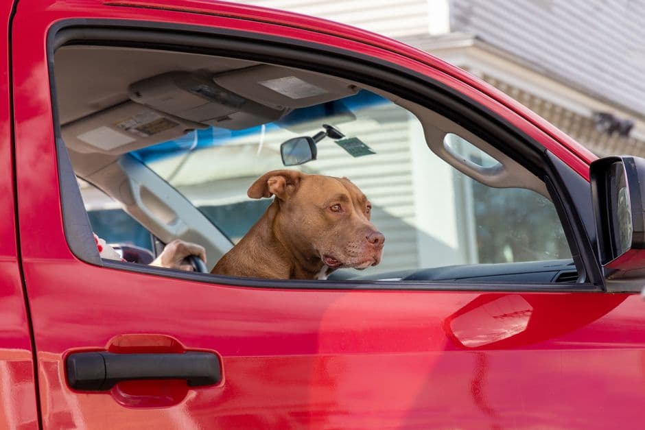 A dog looking out of an open car window