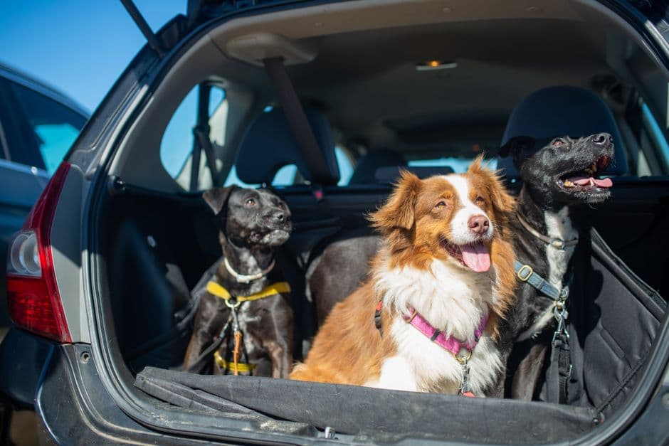 A dog sitting in the rear of an estate car